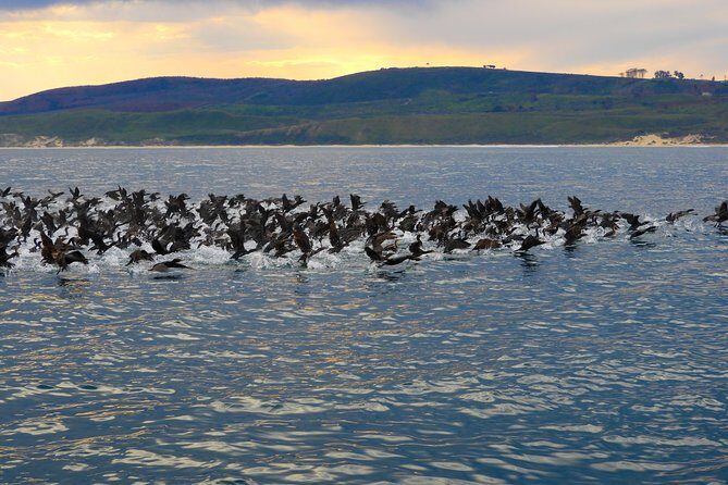 Knysna Marine Life & Garden Route Coastline Experience - What’s Included and Practicalities