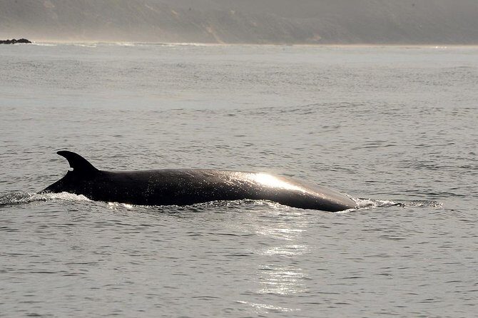 Knysna Marine Life & Garden Route Coastline Experience - FAQ
