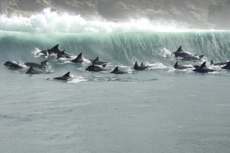 Knysna: Marine Life & Garden Route Coastline Tour - Key Points