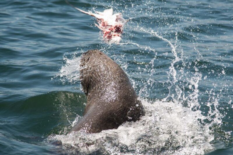Knysna: Marine Life & Garden Route Coastline Tour - The Sum Up