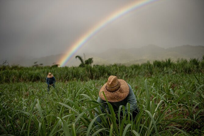 Ko Hana Rum Tour and Tasting - Discovering Ko Hana: What’s Included and How It All Comes Together