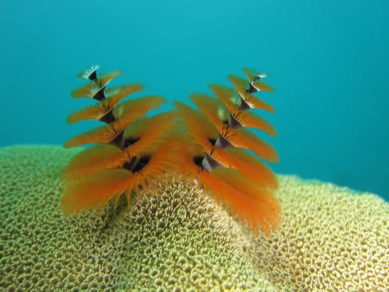 Ko Kut: Bubblemaker Diving for 8 and 9 Year Olds - Final Thoughts – Who Will Love This Tour?