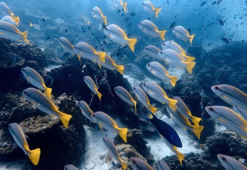 Ko Kut: Private boat trip to Koh Rang the National Park - Key Points