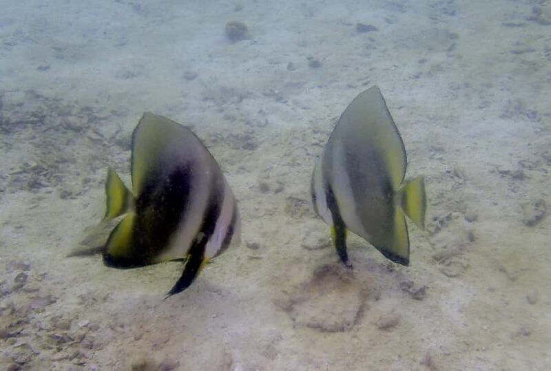 Ko Kut: Private boat trip to Koh Rang the National Park - In-Depth Look at the Itinerary