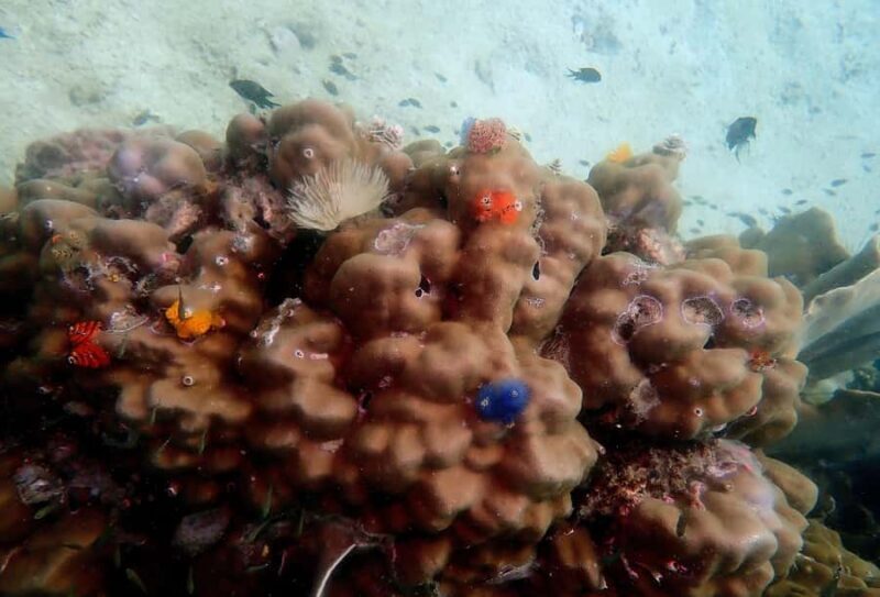 Ko Kut: Private boat trip to Koh Rang the National Park - Authentic Insights from Recent Travelers