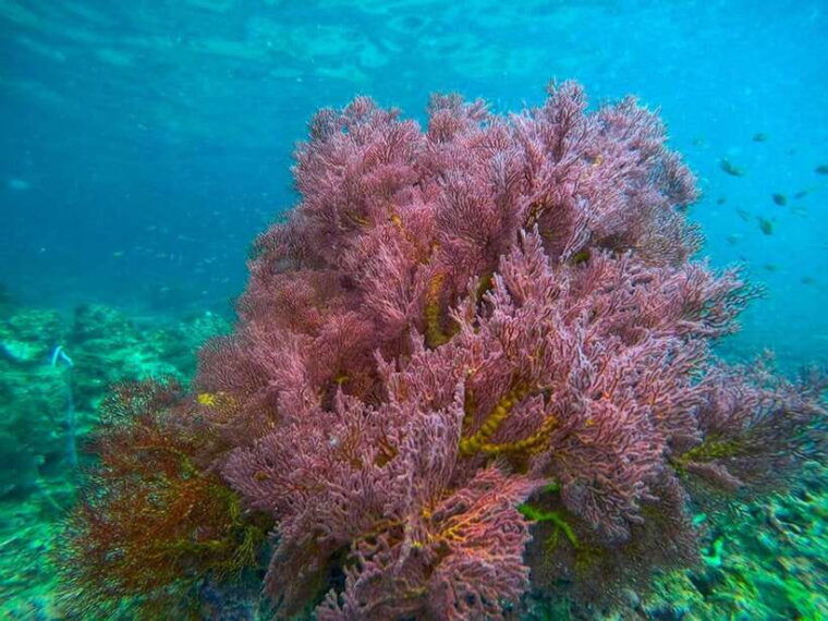 ko-lanta-4-islands-and-emerald-cave-snorkeling-trip