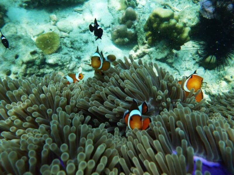 Ko Lanta: 4 Islands Snorkeling Tour by Longtail Boat - A Full Breakdown of the Itinerary