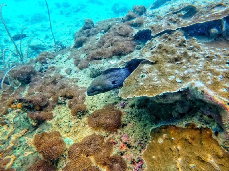 Ko Lanta: 4 Islands Snorkeling Tour by Longtail Boat - The Experience You’ll Get