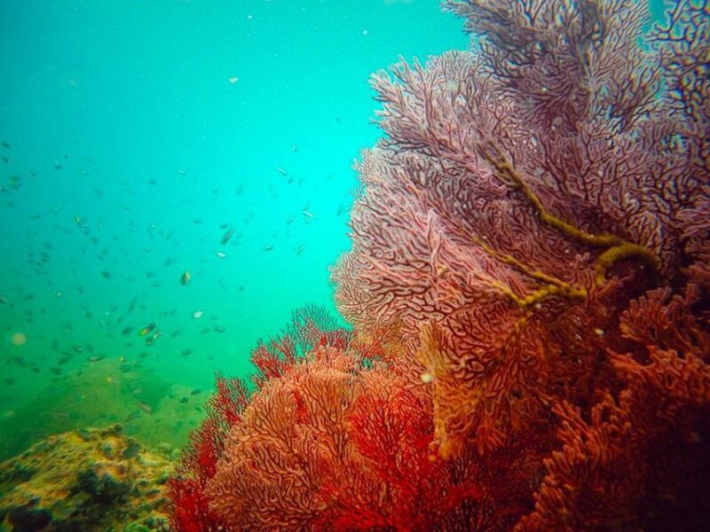 Ko Lanta: 4 Islands Snorkeling Tour by Longtail Boat - The Value and Considerations