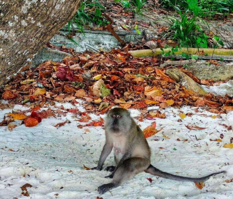 ko-lanta-amazing-4-islands-snorkeling-day-trip-w-lunch