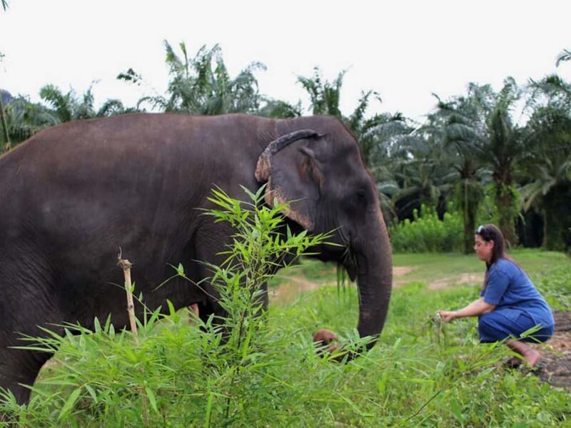 Ko Lanta: Elephant Sanctuary Tour - Mud Spa & Bathing - Final Thoughts: Who Should Consider This Experience