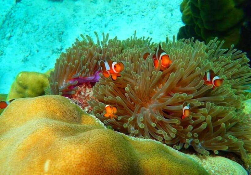 ko-lanta-full-day-snorkel-trip-to-phi-phi-bamboo-islands