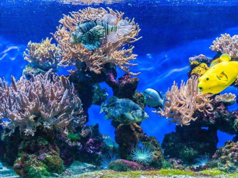 ko-lanta-full-day-snorkel-trip-to-phi-phi-bamboo-islands