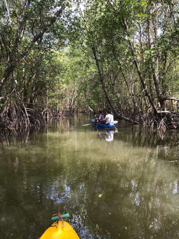 ko-lanta-half-day-explore-mangrove-kayaking-tour-and-lunch