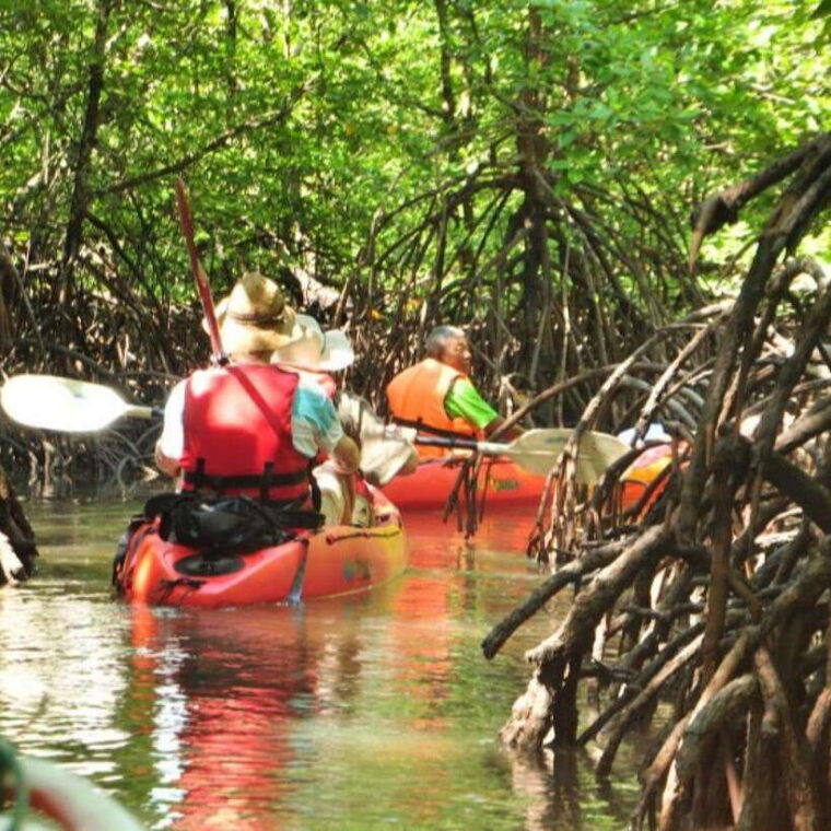 ko-lanta-half-day-explore-mangrove-kayaking-tour-and-lunch