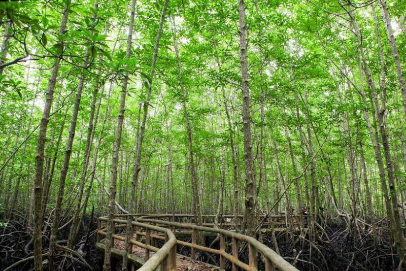 ko-lanta-half-day-mangrove-boat-trip-with-local-guide