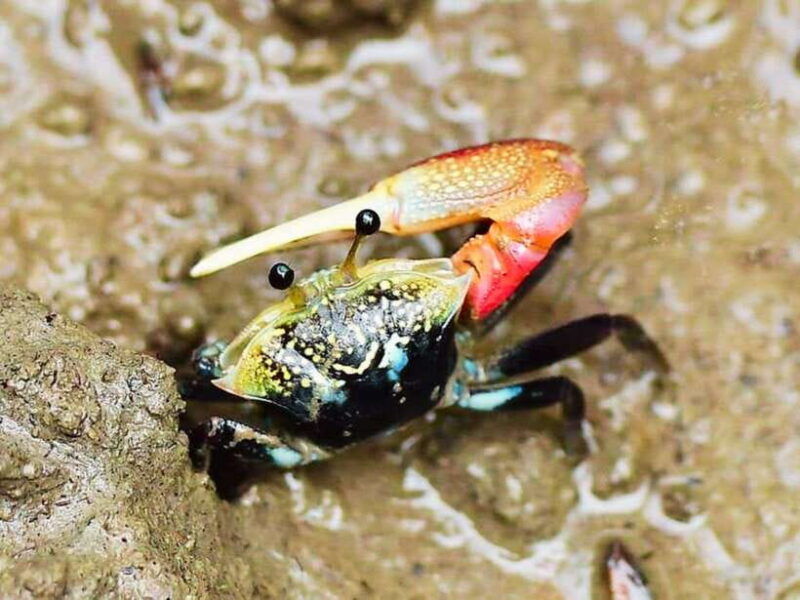 ko-lanta-half-day-mangrove-kayaking-with-lunch