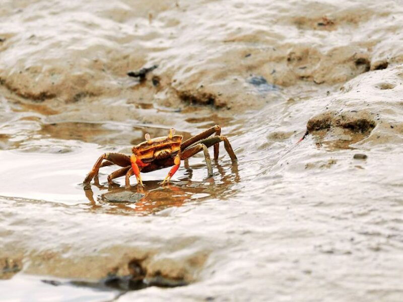 ko-lanta-half-day-mangrove-kayaking-with-lunch