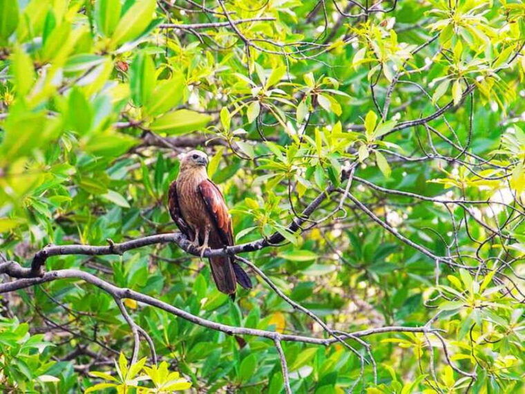 ko-lanta-half-day-mangrove-kayaking-with-lunch