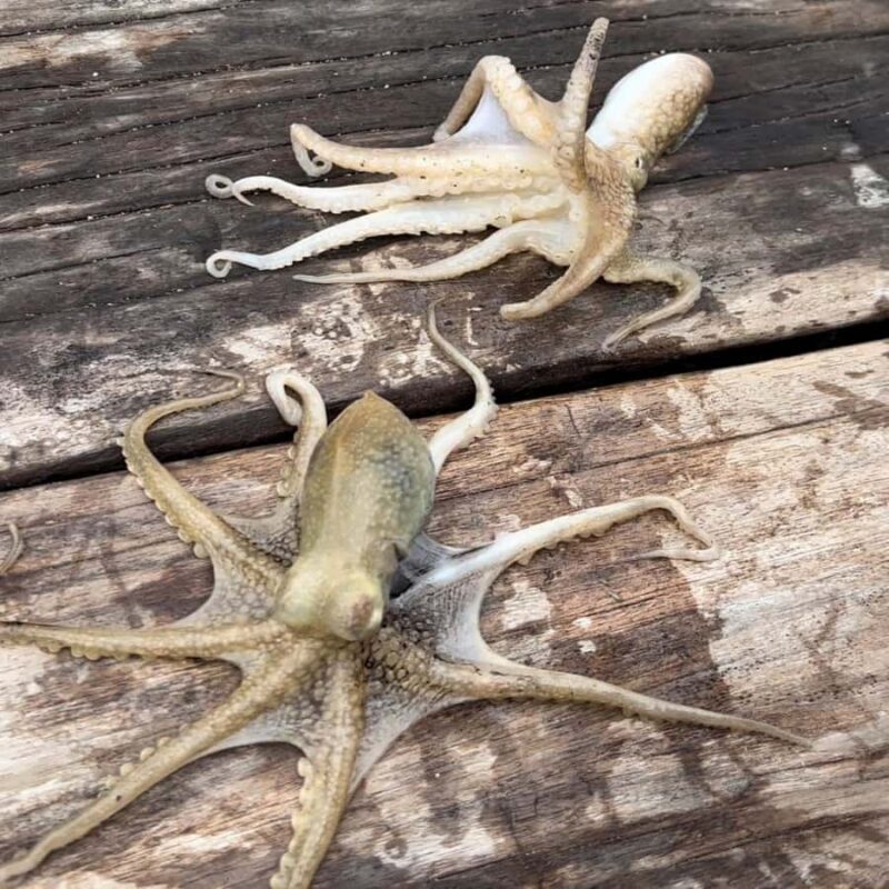 Ko Lanta: Ko Por Fishing Village: Authentic Local Life Tour - Key Points