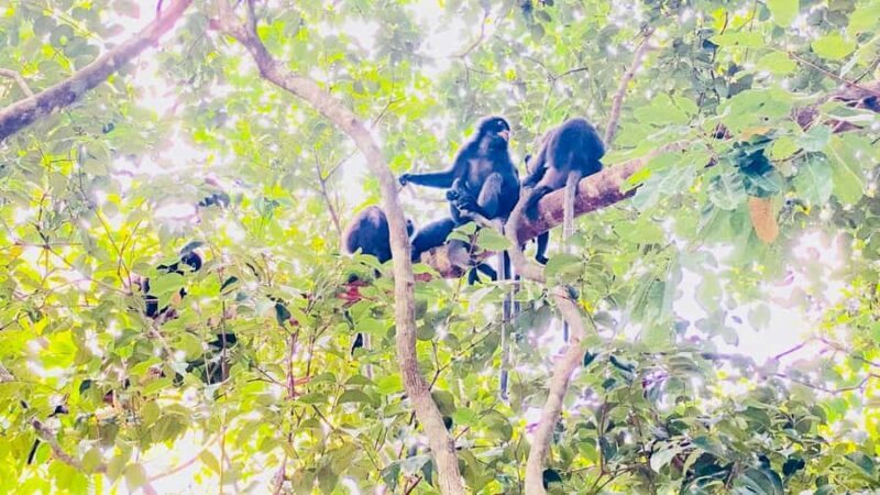 Ko Lanta: Long-tail Boat Sightseeing Tour with Lunch - What to Expect: Practical Details and Tips