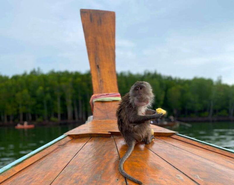 ko-lanta-mangrove-forest-kayak-wildlife-adventure