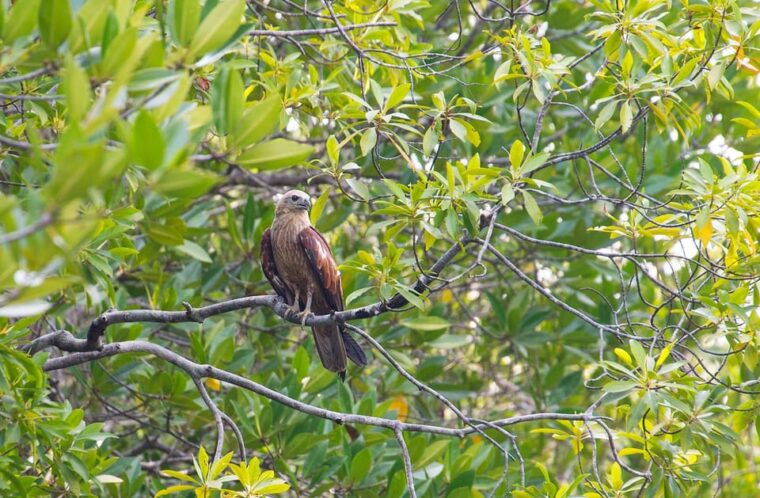 ko-lanta-old-town-and-mangrove-forest-sightseeing-tour