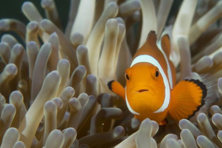 ko-lanta-private-snorkeling-tour-at-ko-ma-ko-ngai-ko-mook