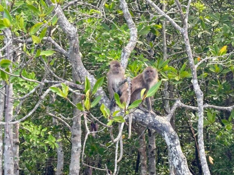 Ko Lanta: Thung Yee Peng Mangrove Kayak Rental - An Authentic Paddling Adventure in Thung Yee Peng