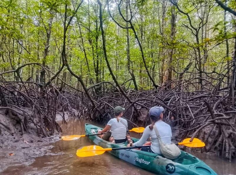 Ko Lanta: Thung Yee Peng Mangrove Kayak Rental - Who Will Love This Experience?