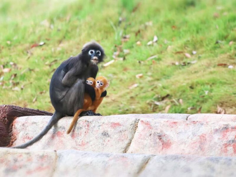 Ko Samui: Angthong Marine Park Snorkel & Kayak Tour/ w Lunch - FAQs