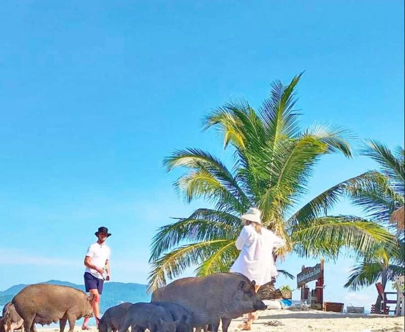 Ko Samui: Pig Island Snorkeling and Koh Tan Speedboat Tour - A Deep Dive into the Tour Experience