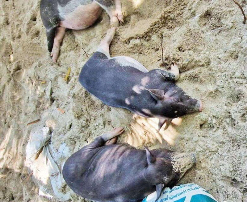 ko-samui-pig-island-snorkeling-and-koh-tan-speedboat-tour