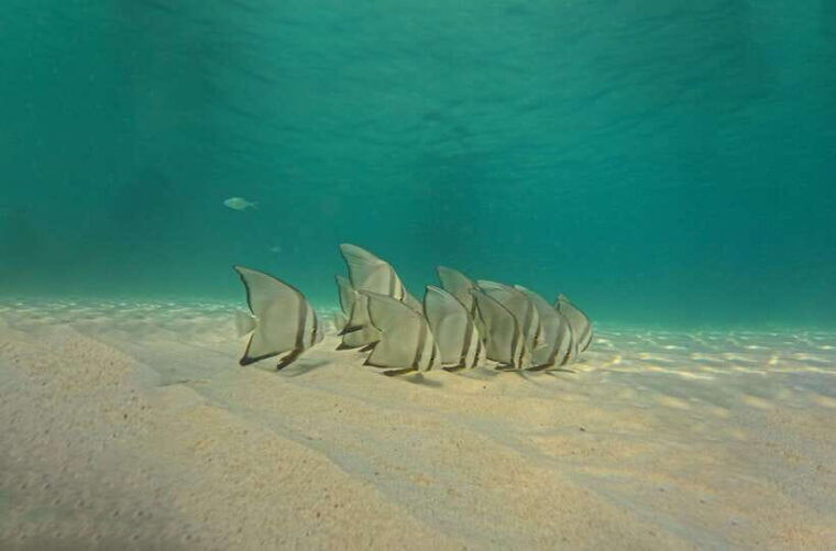 ko-tao-late-riser-snorkeling-tour-with-lunch-and-photos