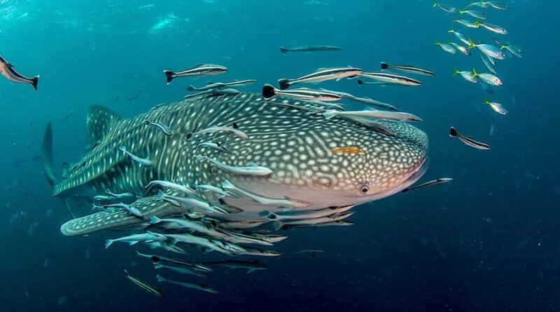 Ko Tao: Open Water Scuba Diving 4-Day Course - An In-Depth Look at the Koh Tao Open Water Course