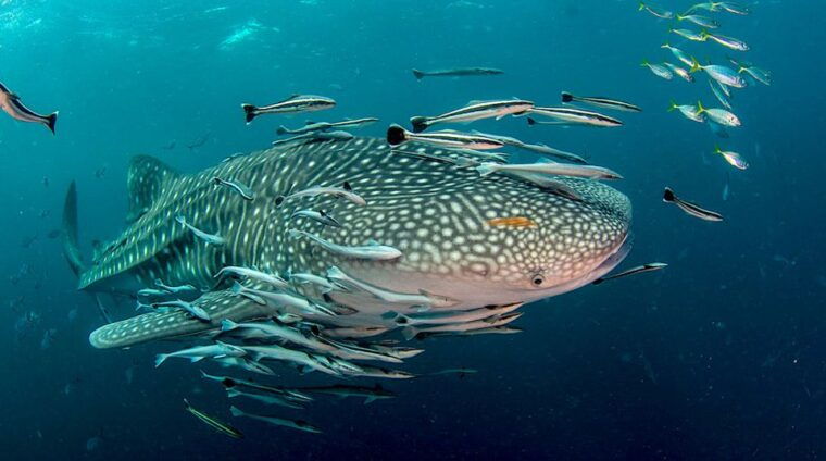 ko-tao-open-water-scuba-diving-4-day-course