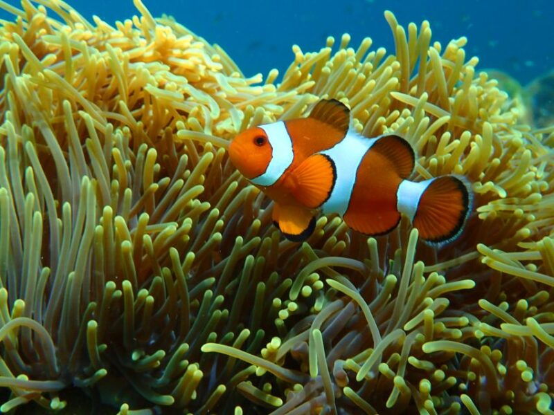 ko-yao-private-rok-and-haa-island-speedboat-charter