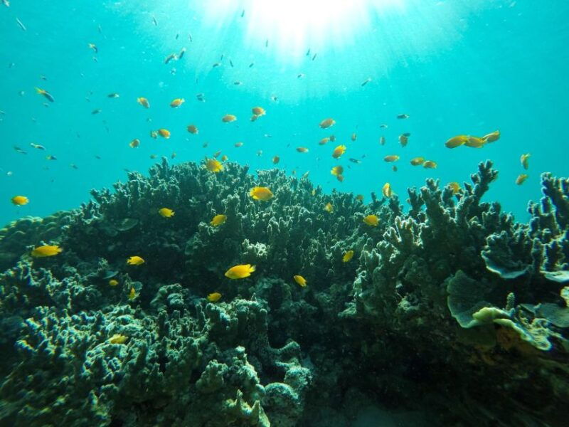 ko-yao-private-rok-and-haa-island-speedboat-charter