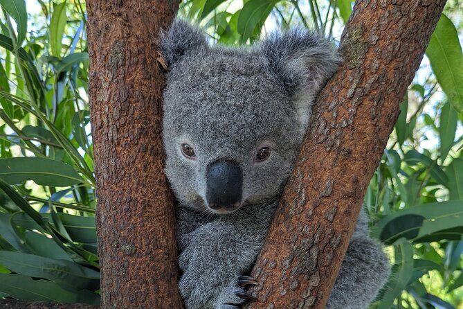 Koala & Kangaroos Experience, Waterfalls and Scenic Train Journey - What We Love About This Tour
