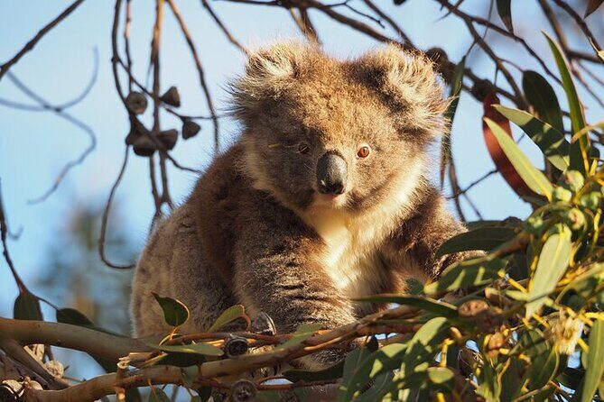 Koala Walking Tour in Kangaroo Island - An in-depth Look at the Koala Walking Tour Experience