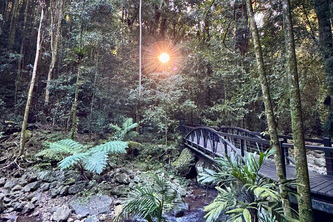 Koalas, 6 Springbrook Waterfalls and Natural Bridge Day Tour - Who Should Consider This Tour?