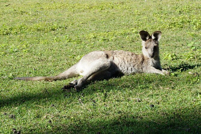 Koalas, Glow Worms & Kangaroos - Nature & Rainforest Walk - Value and Practical Tips