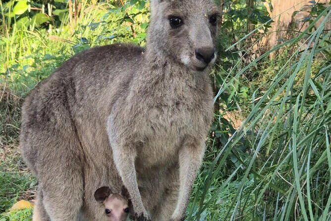 Koalas, Glow Worms & Kangaroos - Nature & Rainforest Walk - Final Thoughts