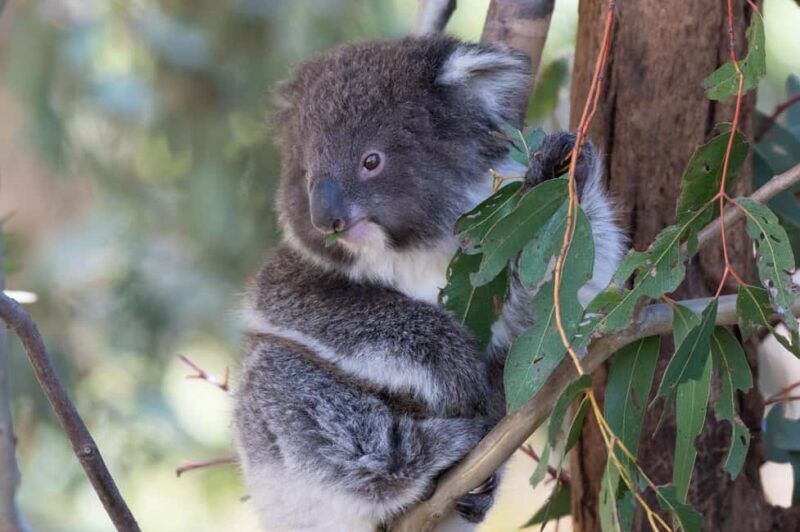 Koalas, Kangaroos and Lyrebirds - Exploring Mallacoota’s Natural Beauty