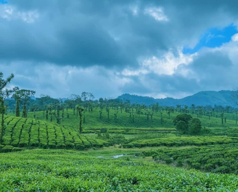 Kochi: Private Kerala Scenic Beauty Day Tour with Lunch - Who Is This Tour Best For?