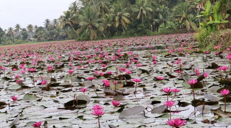 Kochi: Ultimate Kerala and Kumbalangi Village Same Day Tour - FAQ  