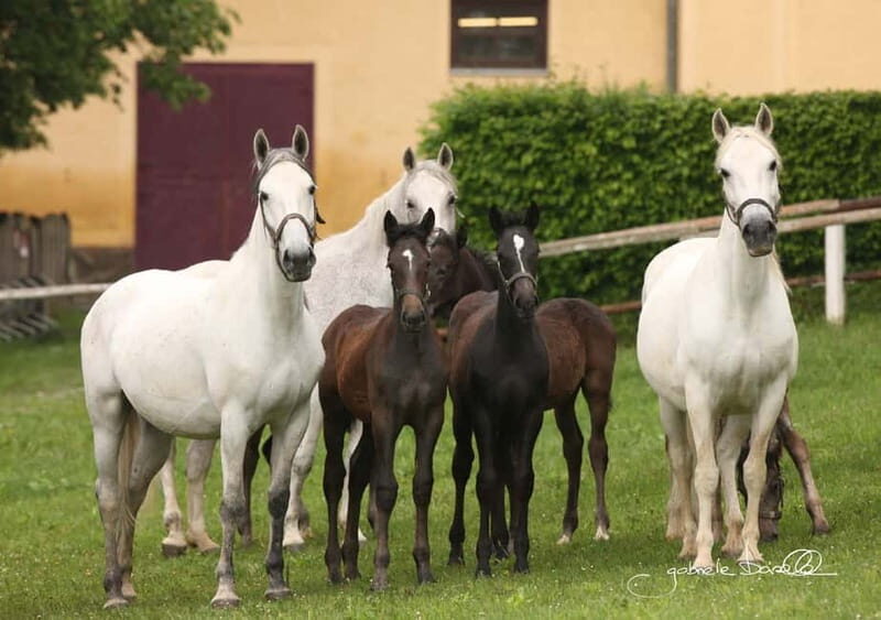 Köflach: Lipizzaner Stud Farm Visit - An In-Depth Look at the Lipizzaner Stud Farm Experience