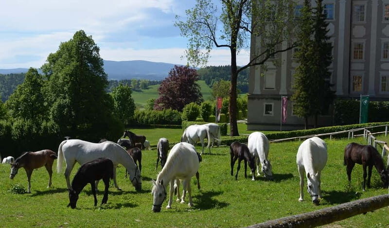 Köflach: Lipizzaner Stud Farm Visit - FAQs