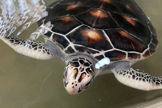 Koggala Secrets - Final Thoughts