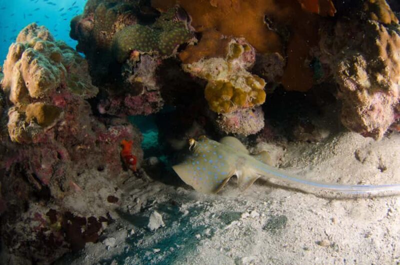 Koh Chang: 1-Day Dive Trip to Top Underwater Sites - Final Thoughts